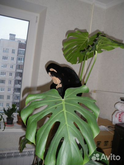 Монстера пальма- комнатное растение