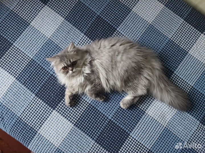Персидская кошечка