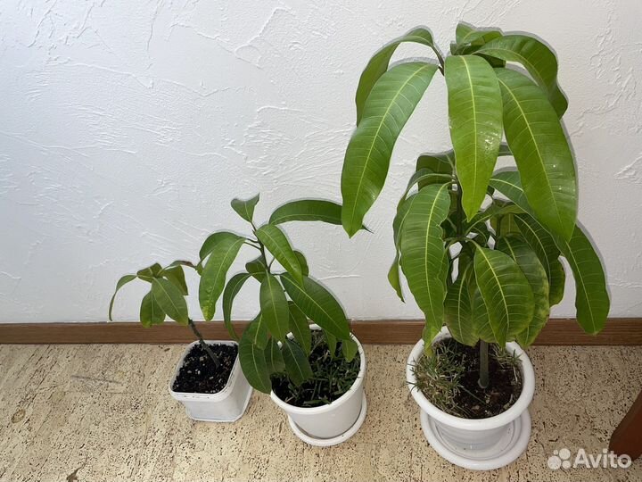 Манго (манговое растение)