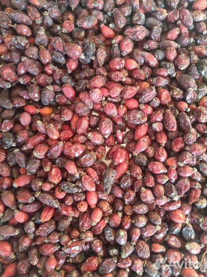 Шиповник сушенный