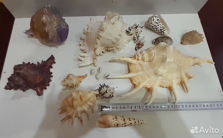 Морские ракушки