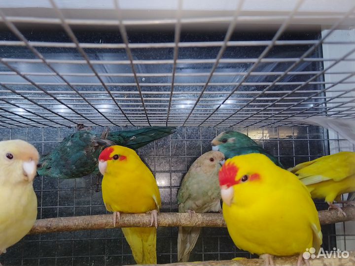 Попугай волнистик,какарик,неразлучник