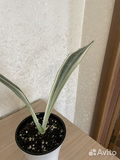 Сансивиерия Металика