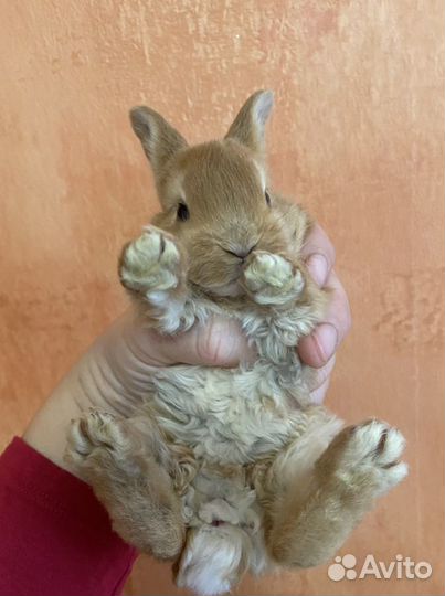 Кролик карликовый