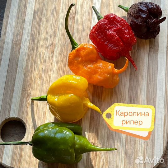 Рассада супер острых перцев