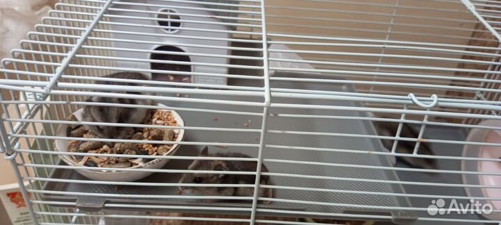 Джунгарские хомяки