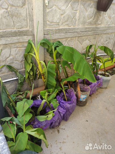 Банановая пальма