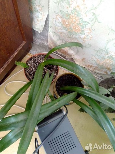 Спатифиллум сортовые крупные