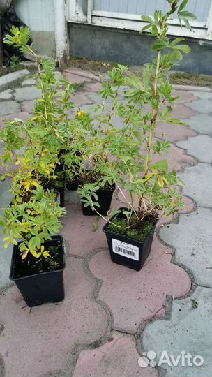 Лапчатка кустарниковая