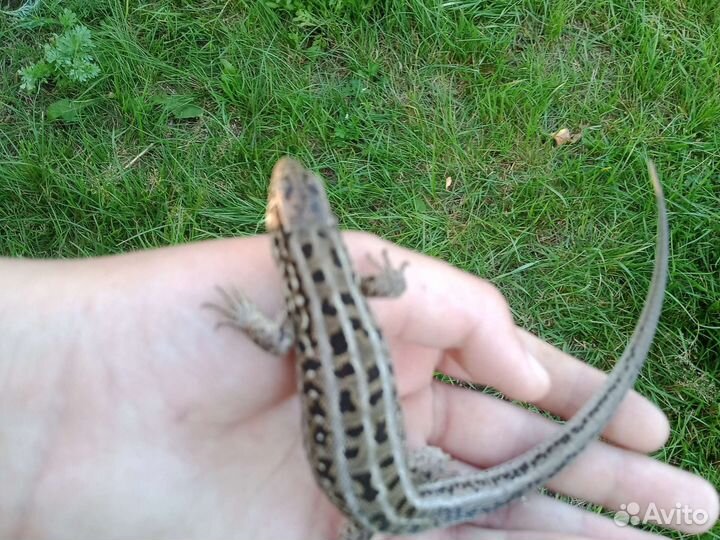 Продаю ящерицу привыкшую к рукам