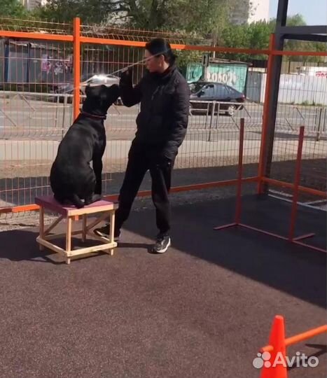 Кинолог / обучение собак и щенков