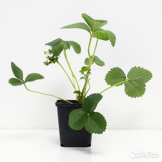 Саженцы клубники сорта (Black Swan) Черный Лебедь