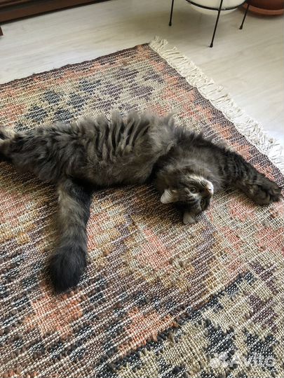 Кот в добрые руки