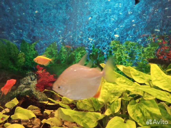 Аквариумные рыбки