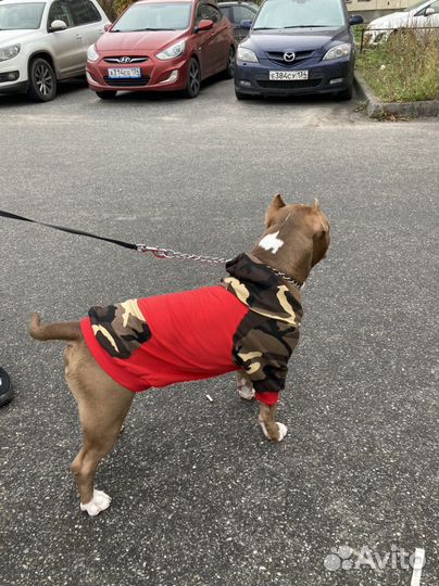 Худи для собак