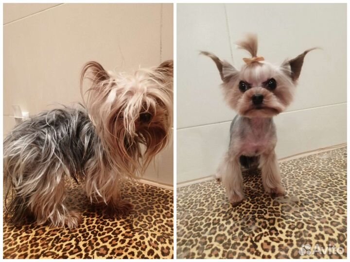 Стрижка собак и кошек. Груминг