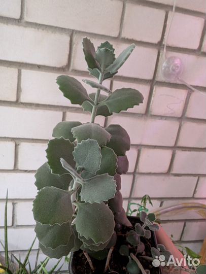 Каланхоэ миллота