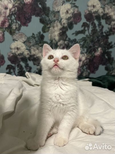 Британские котята
