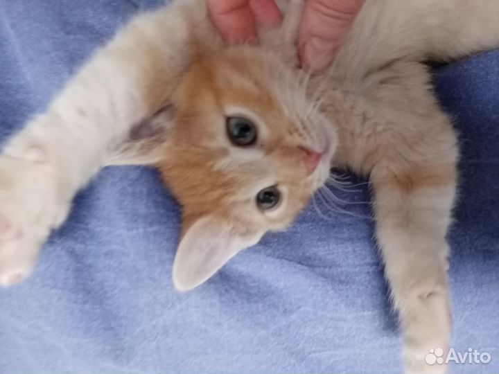 Рыжий котенок