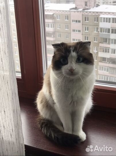 Котик ищет семью
