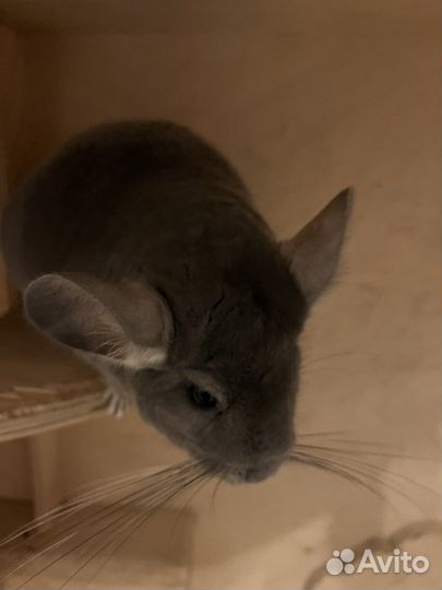 Британская шиншилла