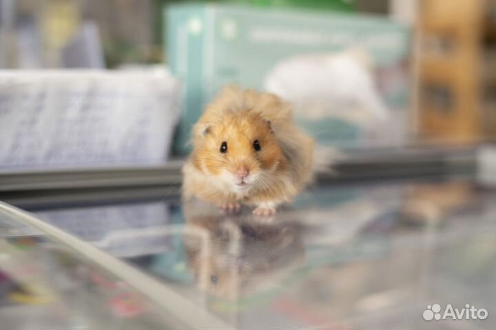 Сирийский хомяк