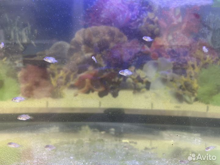 Неоновая наннакара