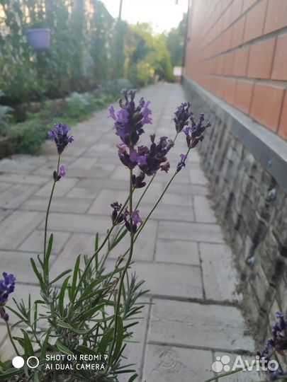 Лаванда саженцы