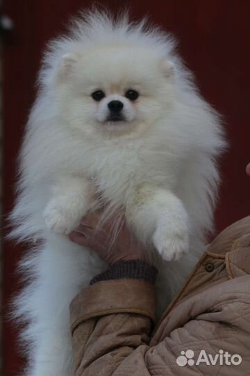 Приглашаем сук на вязки