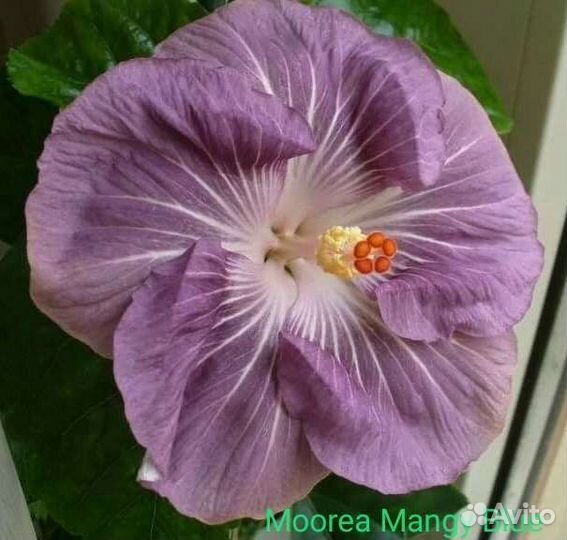 Гибискусы сортовые