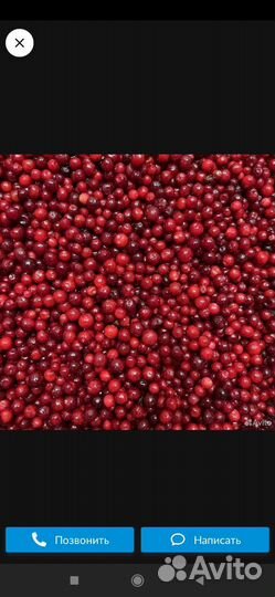 Черника, брусника свежие ягоды