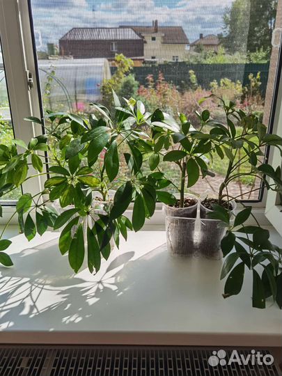 Шефлера выриабельная