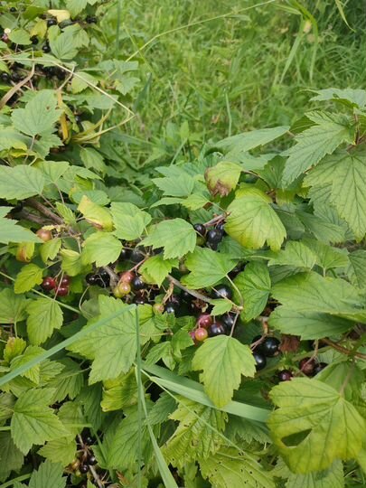 Участок 15 сот. (СНТ, ДНП)