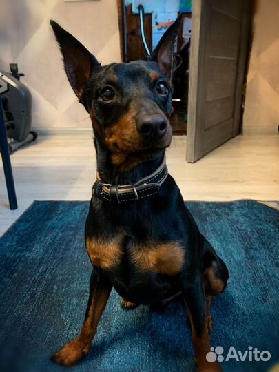 Вязка цвергпинчер мальчик