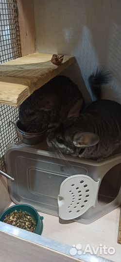 Витрина с парой шиншилл