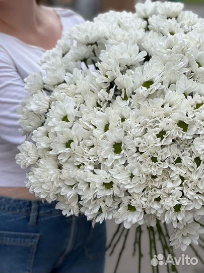 Кустовая хризантема, белая