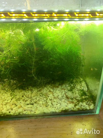 Растение в аквариумное коечетки