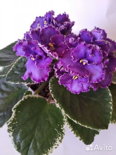 Сортовые фиалки