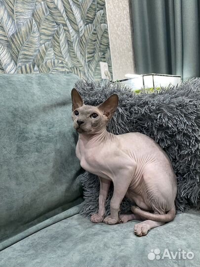 Канадский сфинкс