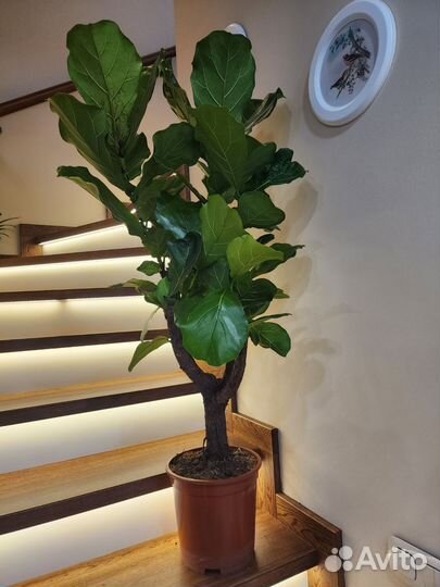 Фикус лирата /дерево 120