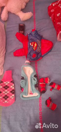 Одежда для собаки мини пород