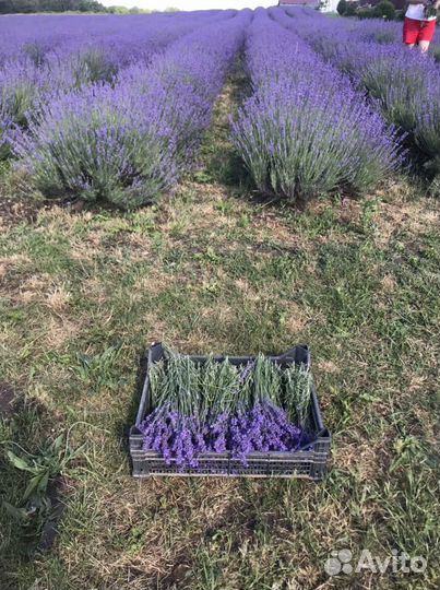 Гид на Юге России (Новороссийск, Анапа)