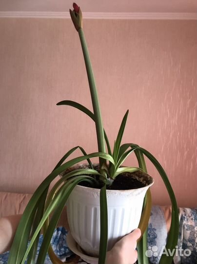 Комнатные цветы (фикус, гиппеаструм)