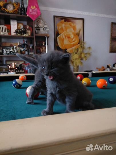 Котята