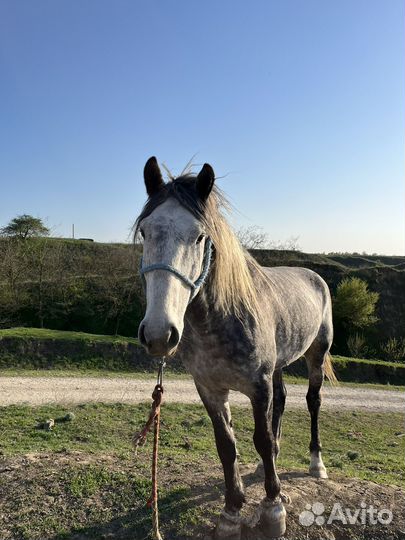 Жеребец на случку