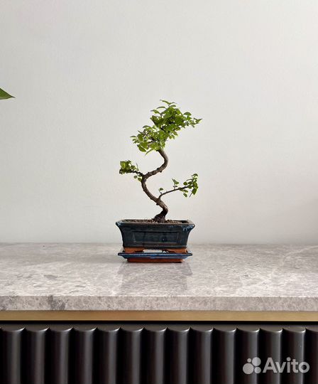 Бонсай сагереция, комнатное горшечное дерево живое