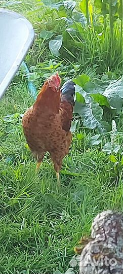 Петух Синь Синь Дянь