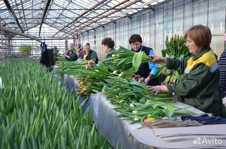 Тюльпаны оптом с юга