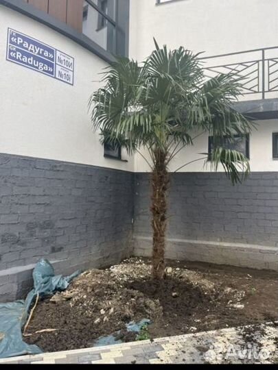 Пальма веерная