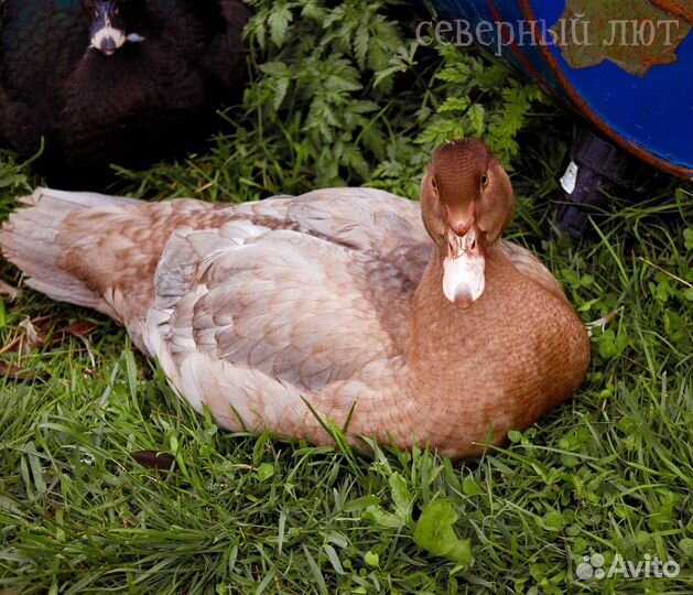 Тяжёлая линия Индоутки утята разные окрасы